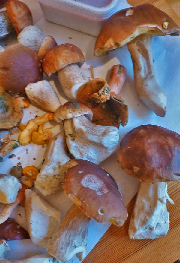 Porcini fungi collected near Oslo
